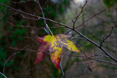 A Leaf Less Ordinary