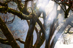 Sunlight breaking through