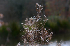 Shallow Focus