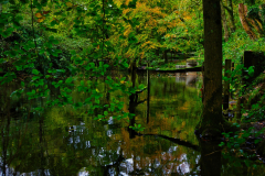 Sunday-Films-Nature-3