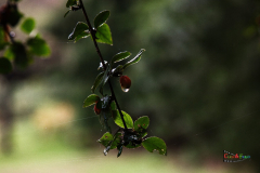 Sunday-Films-Nature-5