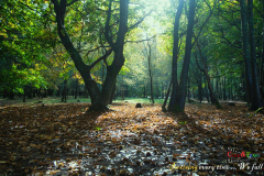 Sunday-Films-Nature-6