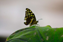 SundayFilmsAD_Nature1