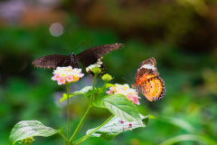 SundayFilmsAD_Nature10