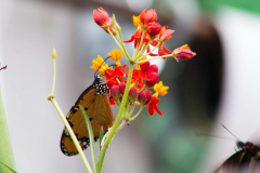 SundayFilmsAD_Nature12