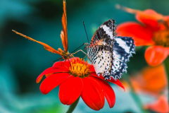 SundayFilmsAD_Nature13
