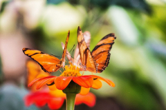 SundayFilmsAD_Nature15