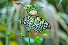 SundayFilmsAD_Nature16