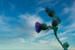 SundayFilmsAD_Nature17