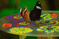 SundayFilmsAD_Nature2