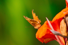 SundayFilmsAD_Nature3