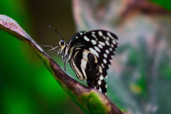 SundayFilmsAD_Nature4