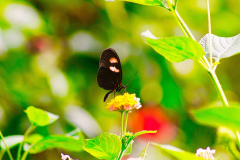 SundayFilmsAD_Nature6