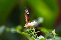 SundayFilmsAD_Nature7