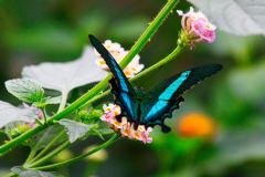 SundayFilmsAD_Nature8