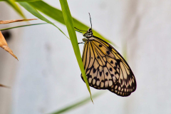 SundayFilmsAD_Nature9